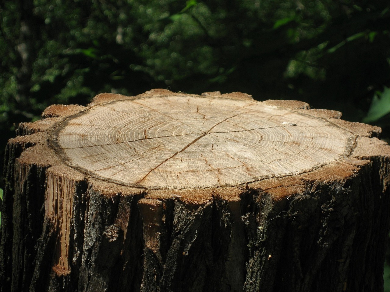 tree-stump-3350196_1280